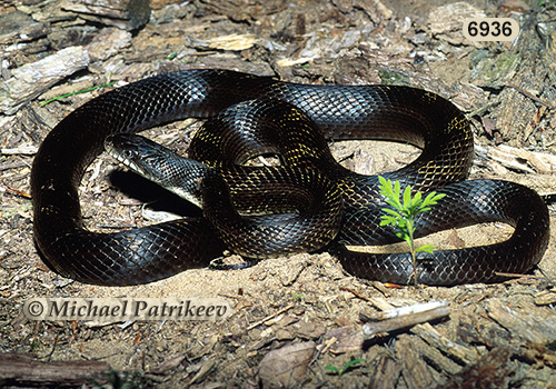 Black Rat Snake (Elaphe obsoleta)